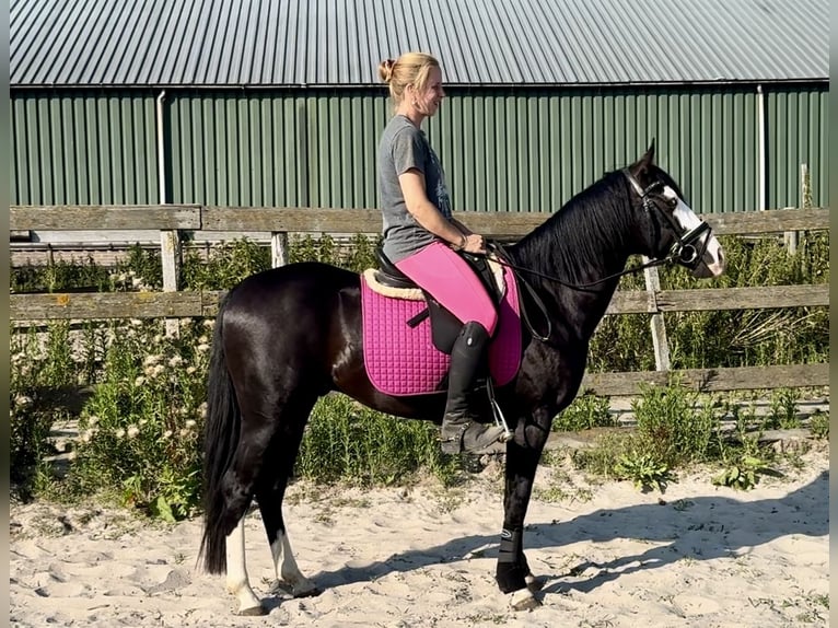 American Quarter Horse Hengst 4 Jaar 141 cm Zwart in Barneveld
