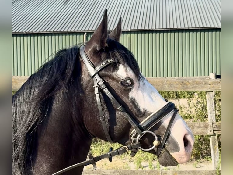 American Quarter Horse Hengst 4 Jaar 141 cm Zwart in Barneveld