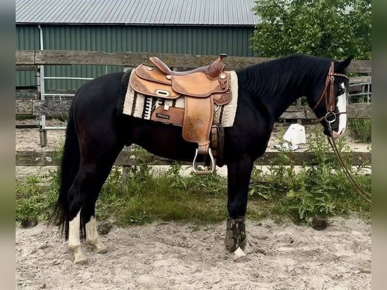 American Quarter Horse Hengst 4 Jaar 141 cm Zwart in Barneveld