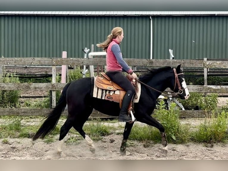 American Quarter Horse Hengst 4 Jaar 141 cm Zwart in Barneveld
