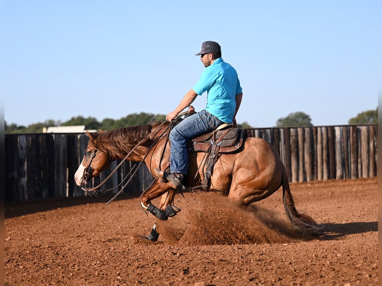 American Quarter Horse Hengst 4 Jaar 142 cm Falbe in Waco, TX