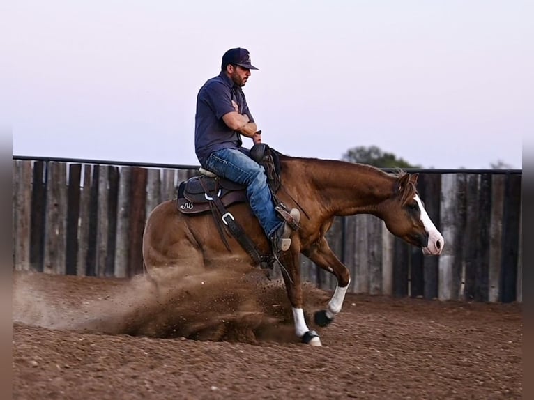 American Quarter Horse Hengst 4 Jaar 142 cm Falbe in Waco, TX