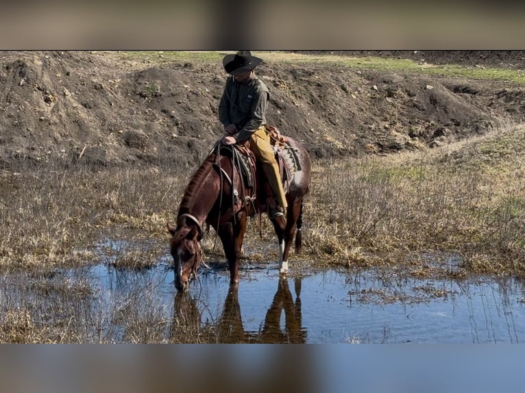 American Quarter Horse Hengst 4 Jaar 147 cm Rabicano in Ponder, TX