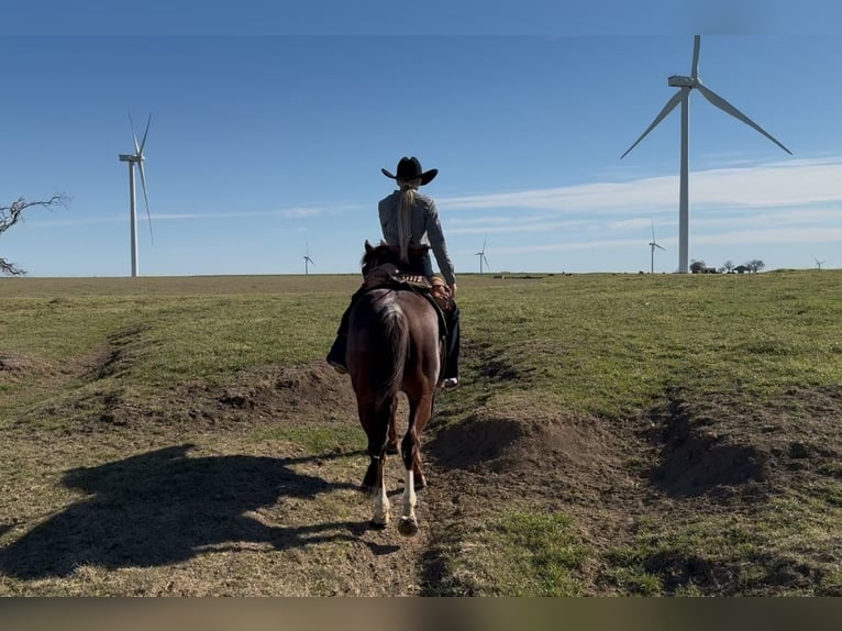 American Quarter Horse Hengst 4 Jaar 147 cm Rabicano in Ponder, TX