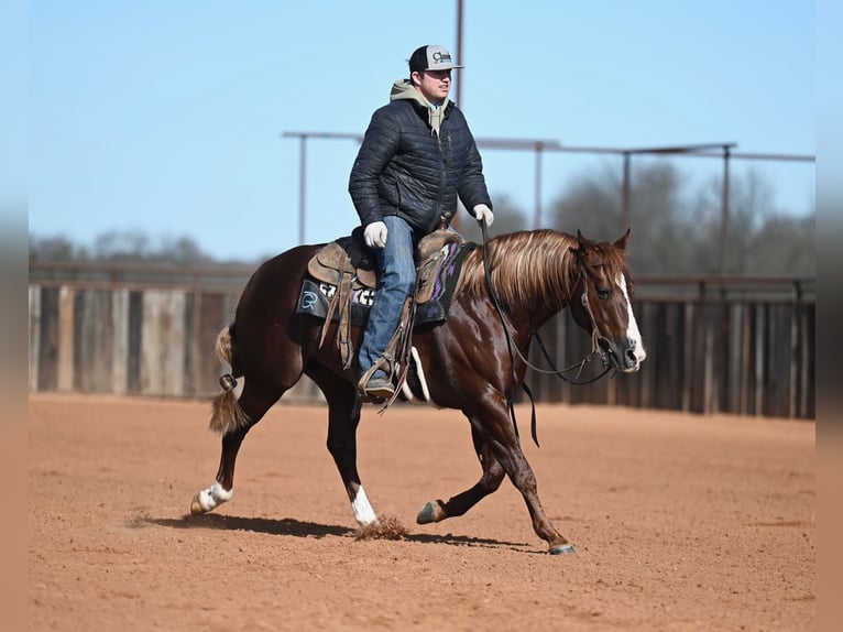American Quarter Horse Hengst 4 Jaar 147 cm Roodvos in Waco