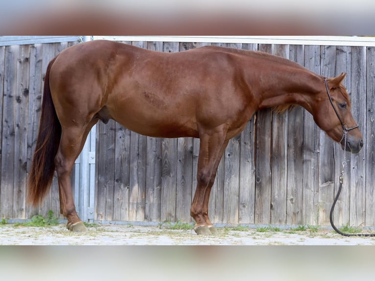 American Quarter Horse Hengst 4 Jaar 148 cm Donkere-vos in Eppan