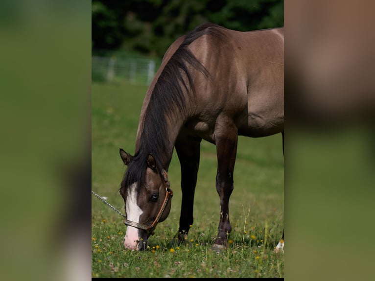 American Quarter Horse Hengst 4 Jaar 149 cm Grullo in Lalling