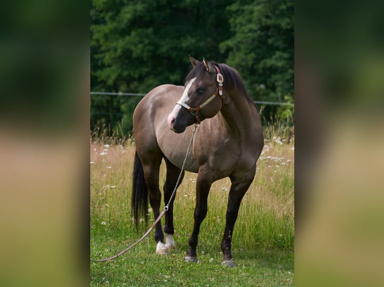 American Quarter Horse Hengst 4 Jaar 149 cm Grullo in Lalling