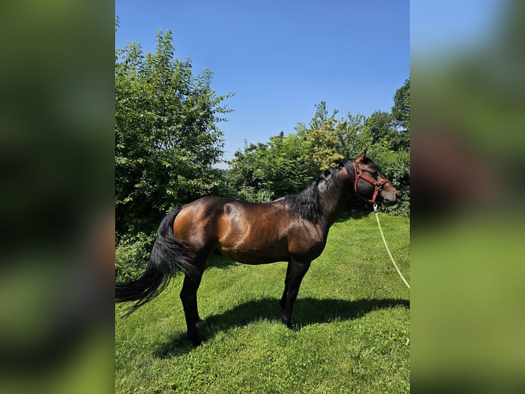 American Quarter Horse Hengst 4 Jaar 150 cm Bruin in Steinen