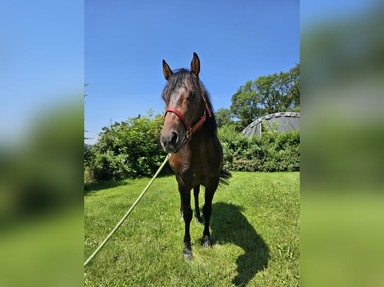 American Quarter Horse Hengst 4 Jaar 150 cm Bruin in Steinen