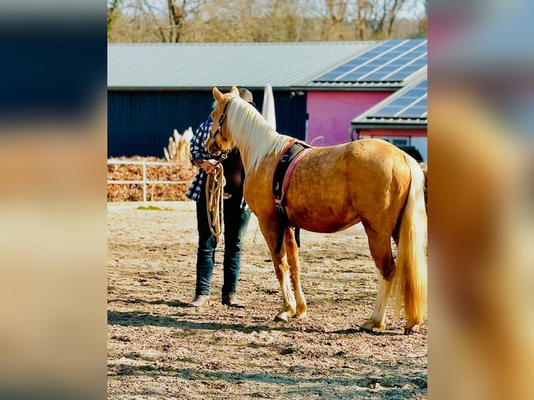 American Quarter Horse Hengst 4 Jaar 150 cm Palomino in Wittlich