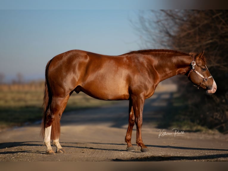 American Quarter Horse Hengst 4 Jaar 153 cm Donkere-vos in Moosthenning