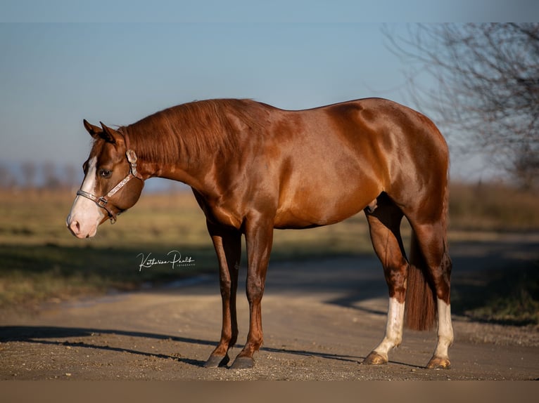 American Quarter Horse Hengst 4 Jaar 153 cm Donkere-vos in Moosthenning