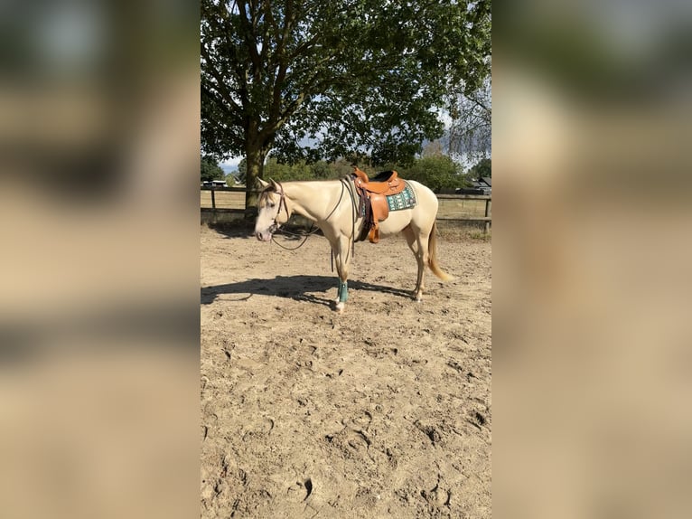 American Quarter Horse Hengst 4 Jaar 155 cm Champagne in Gangelt