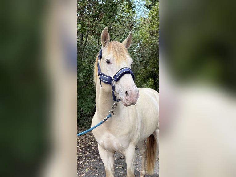 American Quarter Horse Hengst 4 Jaar 155 cm Champagne in Gangelt