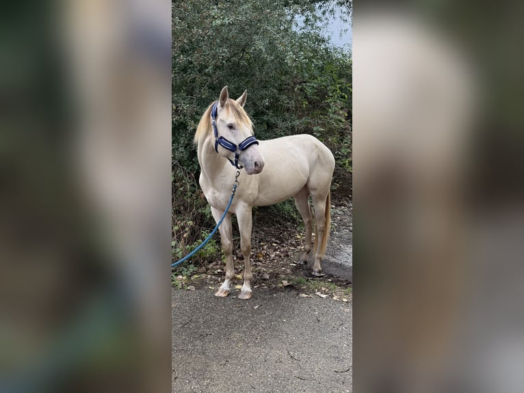 American Quarter Horse Hengst 4 Jaar 155 cm Champagne in Gangelt