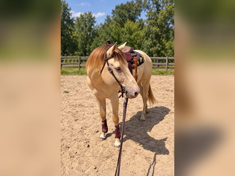 American Quarter Horse Hengst 4 Jaar 155 cm Champagne in Gangelt