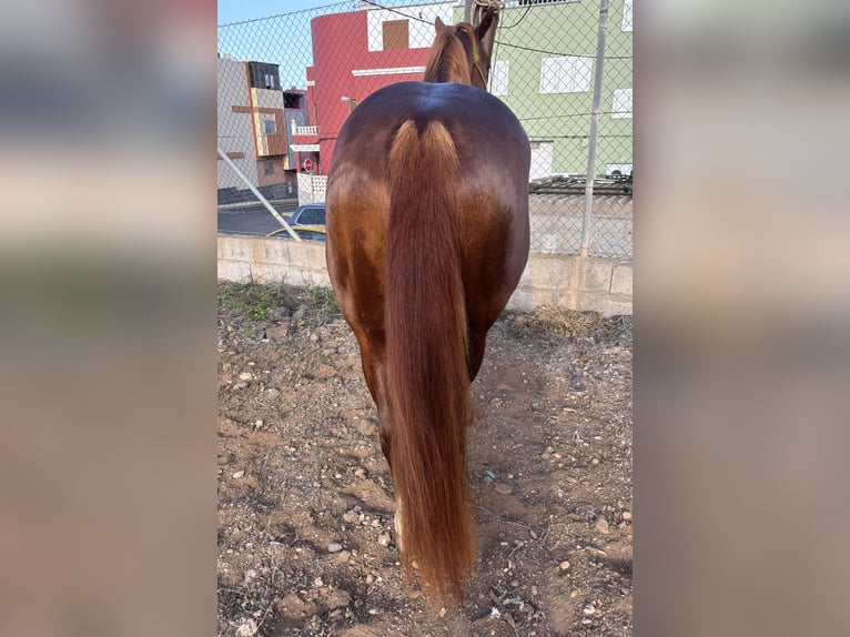 American Quarter Horse Hengst 4 Jaar 155 cm Vos in Gran Canaria