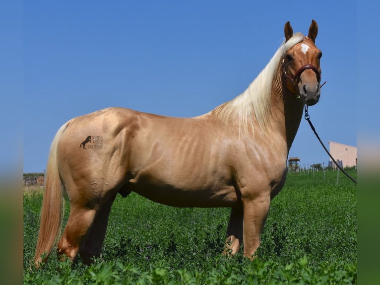 American Quarter Horse Hengst 4 Jaar 156 cm Palomino in Mallorca