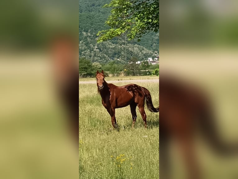 American Quarter Horse Hengst 4 Jaar 156 cm Vos in Samolaco