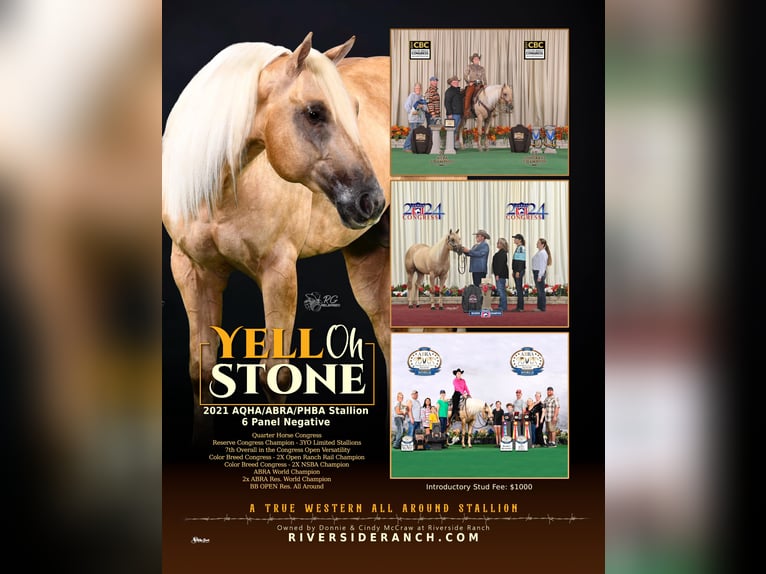 American Quarter Horse Hengst 4 Jaar 157 cm Palomino in Sultan wa