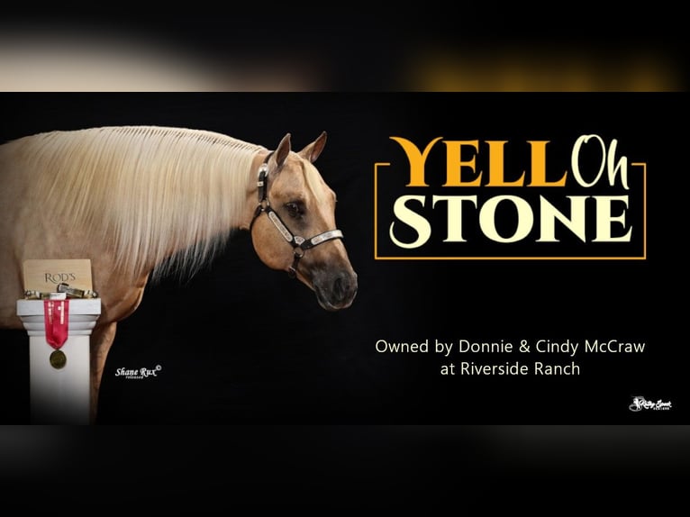 American Quarter Horse Hengst 4 Jaar 157 cm Palomino in Sultan wa