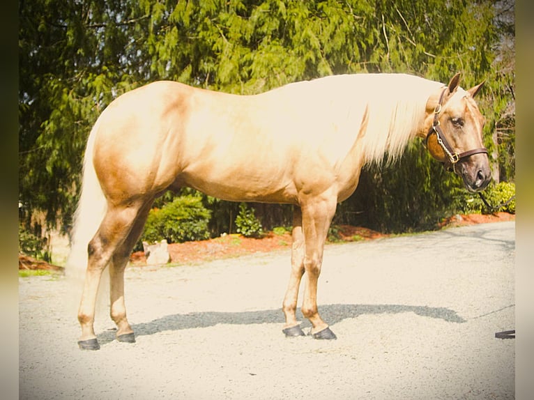 American Quarter Horse Hengst 4 Jaar 157 cm Palomino in Sultan wa