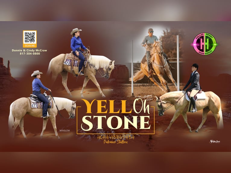 American Quarter Horse Hengst 4 Jaar 157 cm Palomino in Sultan wa