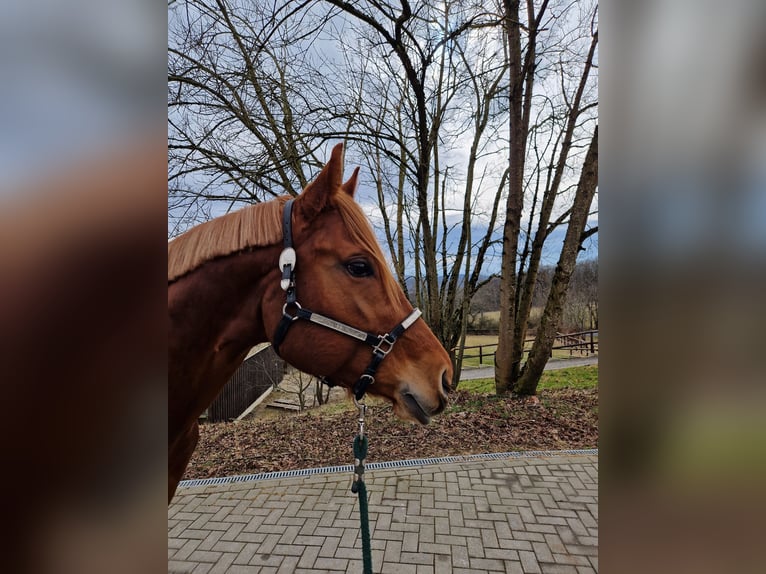 American Quarter Horse Hengst 4 Jaar 165 cm Vos in Greifenstein