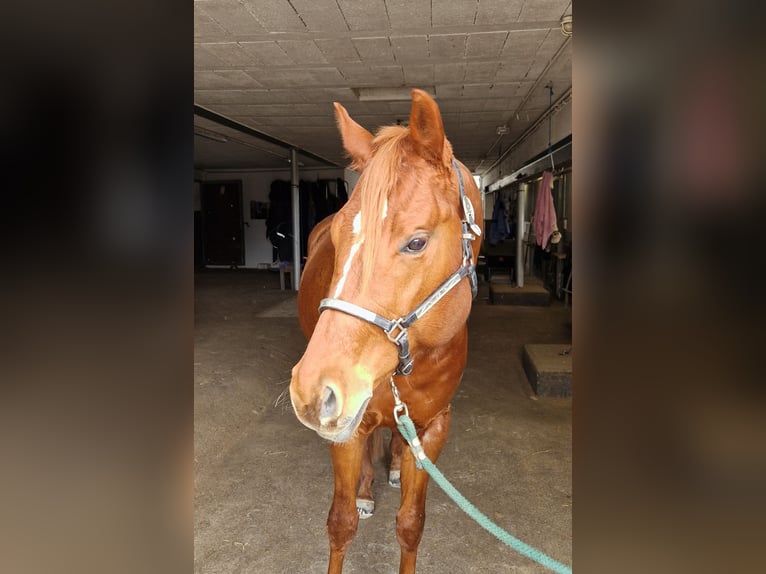 American Quarter Horse Hengst 4 Jaar 165 cm Vos in Greifenstein