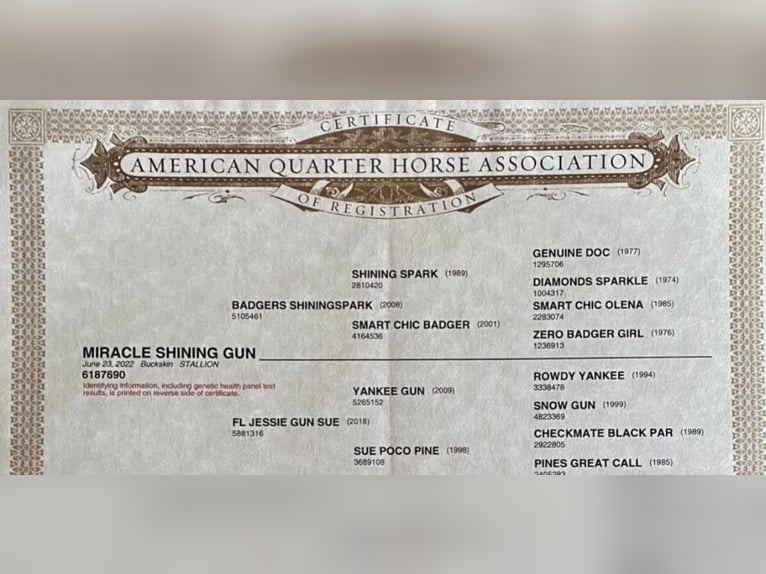 American Quarter Horse Hengst 4 Jaar Buckskin in WorpswedeWorpswede