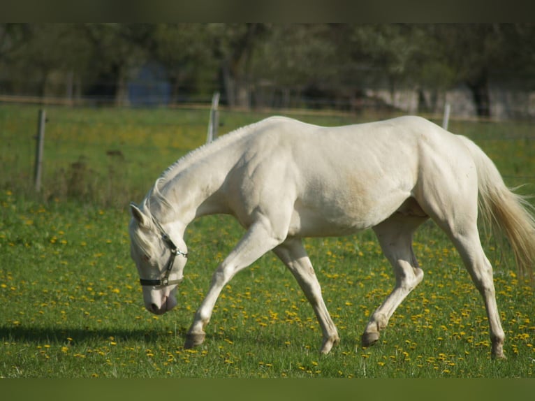 American Quarter Horse Hengst 4 Jaar Perlino in Myjava