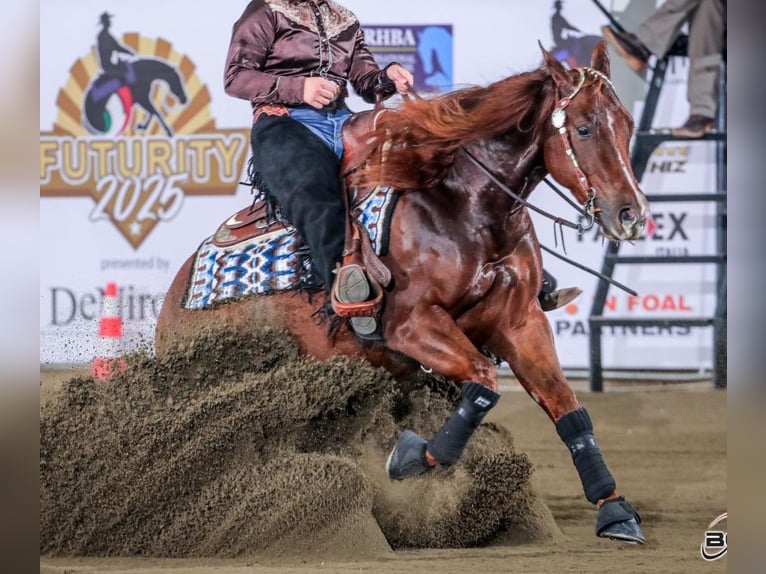 American Quarter Horse Hengst 4 Jaar Vos in Parma