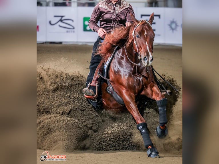 American Quarter Horse Hengst 4 Jaar Vos in Parma