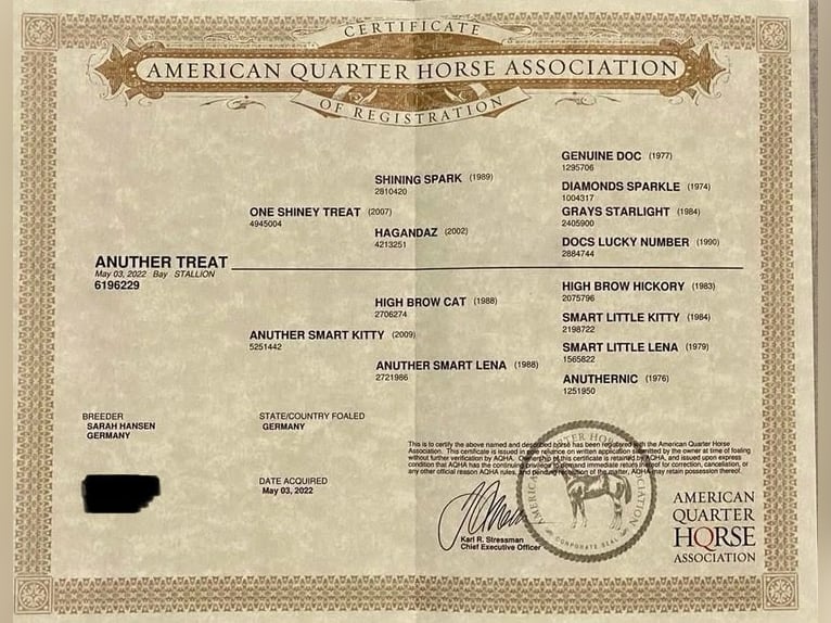 American Quarter Horse Hengst 4 Jahre 140 cm  in Waldshut-Tiengen