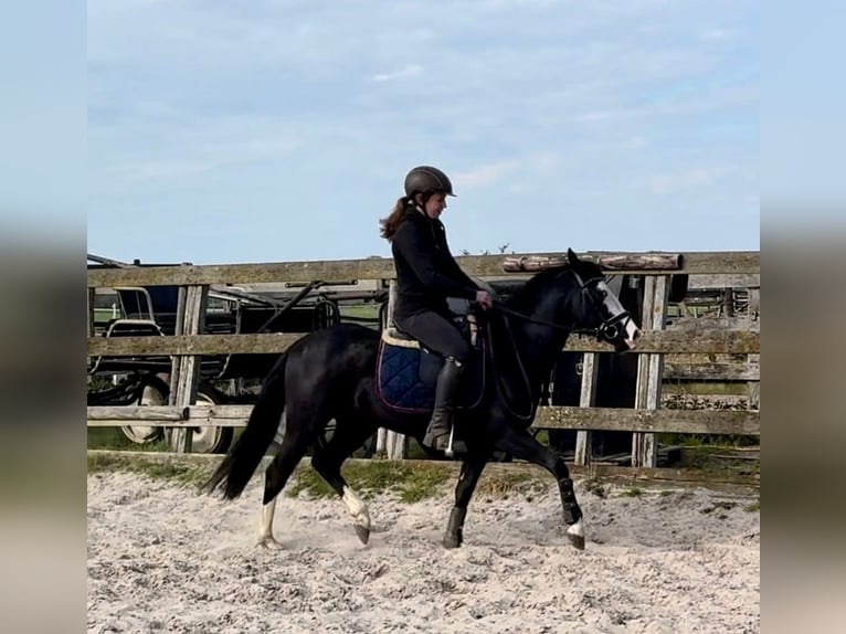 American Quarter Horse Hengst 4 Jahre 140 cm Rappe in Barneveld