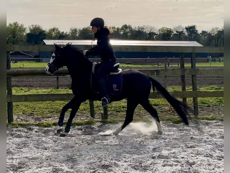 American Quarter Horse Hengst 4 Jahre 140 cm Rappe in Barneveld