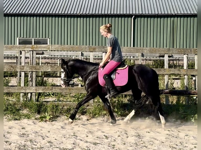 American Quarter Horse Hengst 4 Jahre 141 cm Rappe in Barneveld