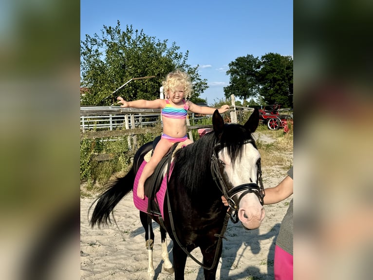 American Quarter Horse Hengst 4 Jahre 141 cm Rappe in Barneveld