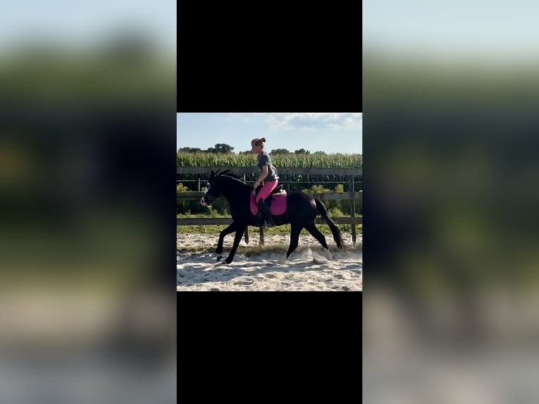 American Quarter Horse Hengst 4 Jahre 141 cm Rappe in Barneveld