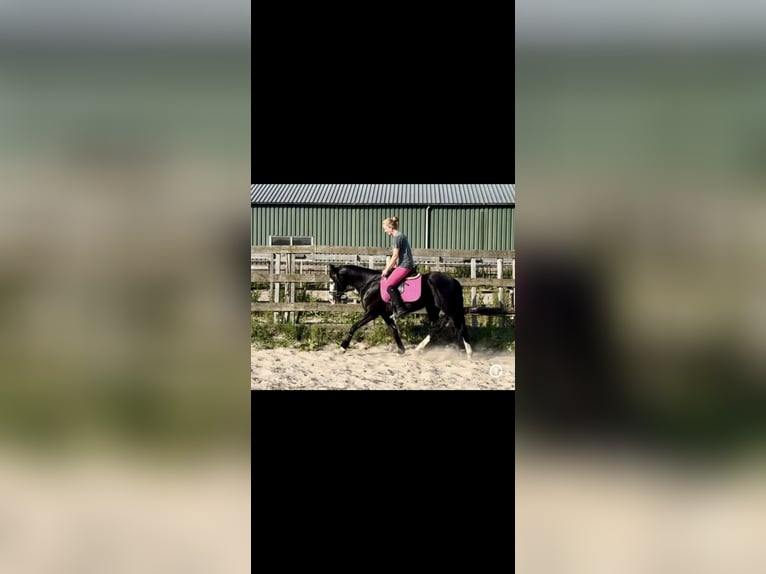 American Quarter Horse Hengst 4 Jahre 141 cm Rappe in Barneveld