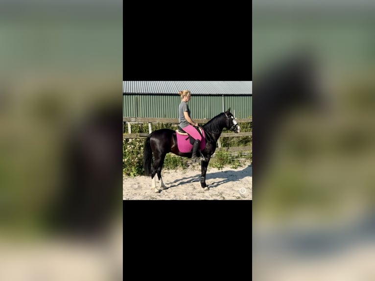 American Quarter Horse Hengst 4 Jahre 141 cm Rappe in Barneveld
