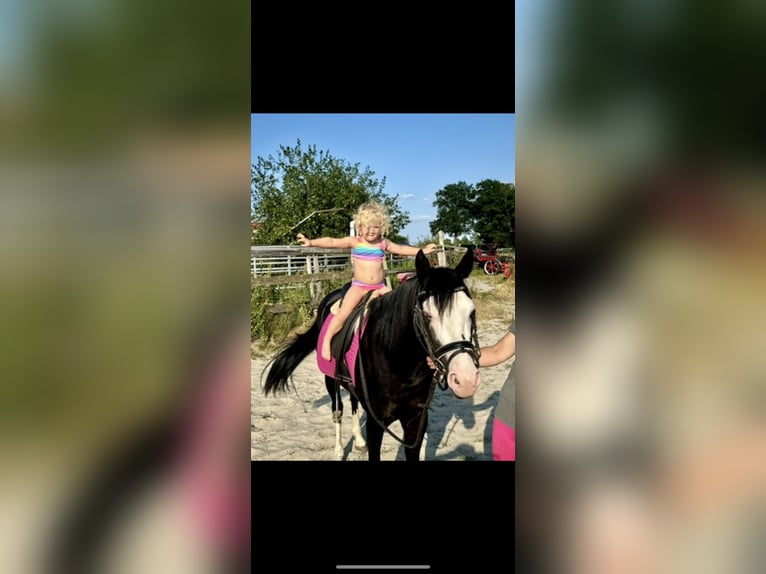 American Quarter Horse Hengst 4 Jahre 141 cm Rappe in Barneveld