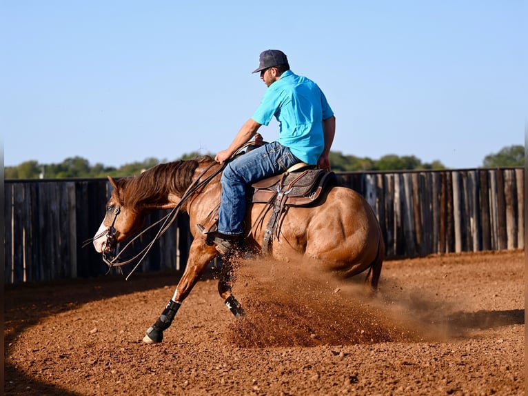 American Quarter Horse Hengst 4 Jahre 142 cm Falbe in Waco, TX