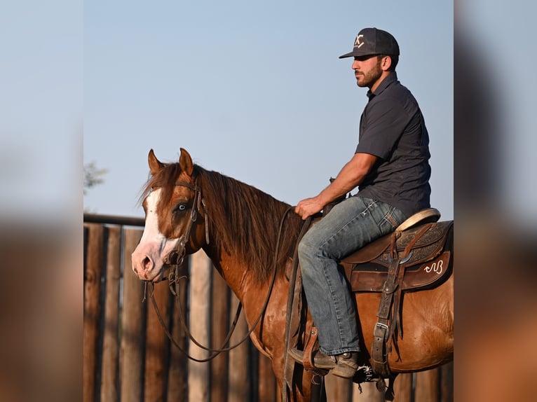 American Quarter Horse Hengst 4 Jahre 142 cm Falbe in Waco, TX