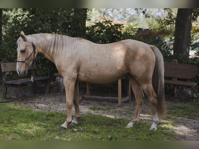 American Quarter Horse Hengst 4 Jahre 145 cm Palomino in Wouwse Plantage