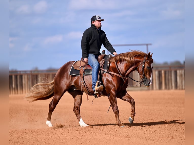 American Quarter Horse Hengst 4 Jahre 147 cm Rotfuchs in Waco