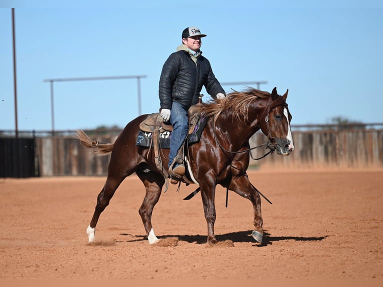 American Quarter Horse Hengst 4 Jahre 147 cm Rotfuchs in Waco