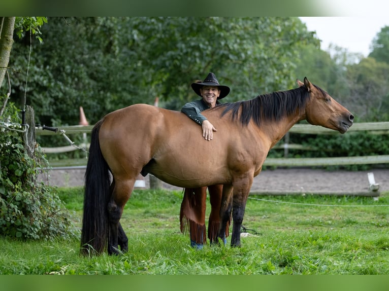 American Quarter Horse Hengst 4 Jahre 148 cm Dunalino in Bückeburg