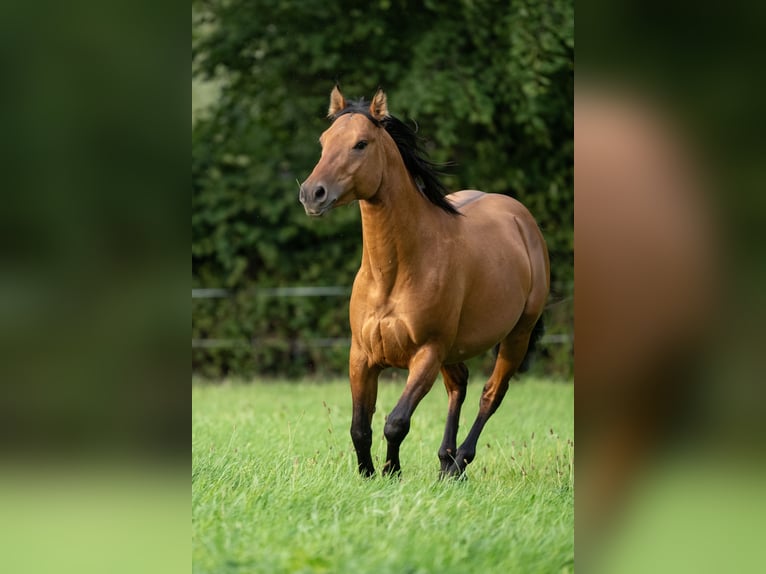American Quarter Horse Hengst 4 Jahre 148 cm Dunalino in Bückeburg